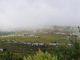 Fynbos